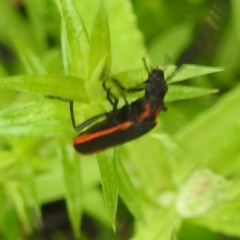 Pseudolycus sp. (genus) (Lycid-mimic oedemerid beetle) at Tallaganda State Forest - 16 Feb 2024 by HelenCross