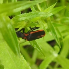 Pseudolycus sp. (genus) at Tallaganda State Forest - 16 Feb 2024