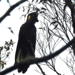 Zanda funerea (Yellow-tailed Black-Cockatoo) at Captains Flat, NSW - 16 Feb 2024 by HelenCross