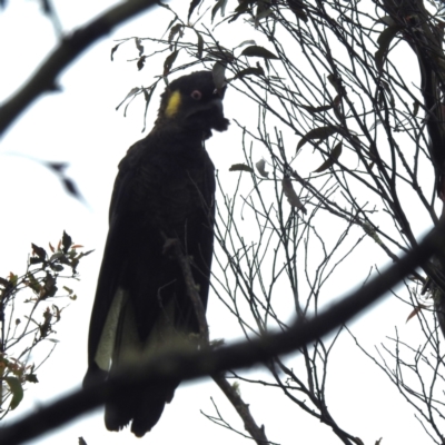 Zanda funerea (Yellow-tailed Black-Cockatoo) at QPRC LGA - 16 Feb 2024 by HelenCross