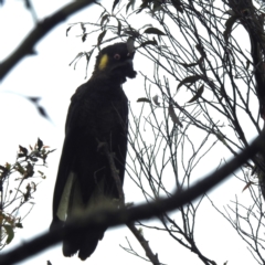 Zanda funerea (Yellow-tailed Black-Cockatoo) at Tallaganda National Park - 16 Feb 2024 by HelenCross