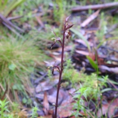 Acianthus exsertus (Large Mosquito Orchid) at Tallaganda State Forest - 16 Feb 2024 by HelenCross