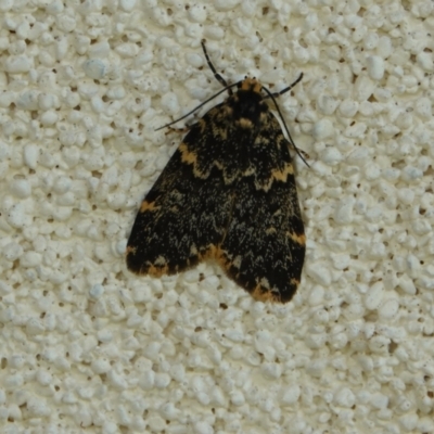 Halone sinuata at Hall, ACT - 17 Feb 2024 by Anna123