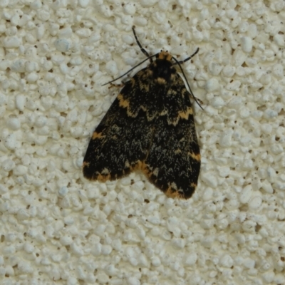 Unidentified Tiger moth (Arctiinae) at Hall, ACT - 16 Feb 2024 by Anna123