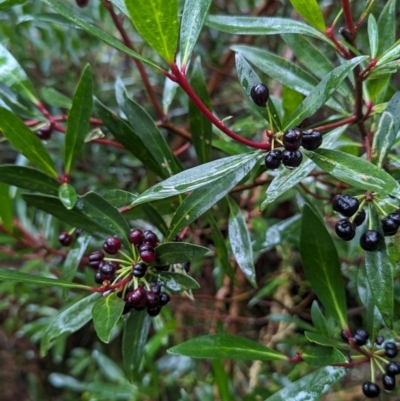 Tasmannia lanceolata (Mountain Pepper) at Tallaganda State Forest - 16 Feb 2024 by HelenCross
