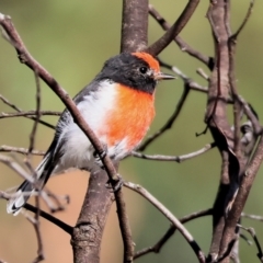 Petroica goodenovii (Red-capped Robin) at Chiltern, VIC - 16 Feb 2024 by KylieWaldon