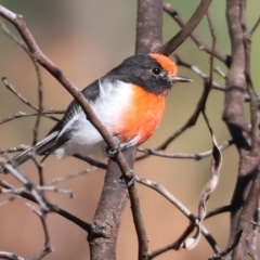 Petroica goodenovii at Chiltern-Mt Pilot National Park - 17 Feb 2024 08:24 AM