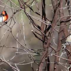 Petroica goodenovii at Chiltern-Mt Pilot National Park - 17 Feb 2024 08:24 AM