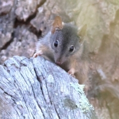 Antechinus flavipes (Yellow-footed Antechinus) at Chiltern, VIC - 16 Feb 2024 by KylieWaldon
