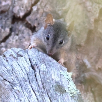 Antechinus flavipes (Yellow-footed Antechinus) at Chiltern, VIC - 16 Feb 2024 by KylieWaldon