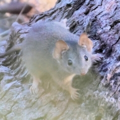 Antechinus flavipes at Chiltern-Mt Pilot National Park - 17 Feb 2024 08:16 AM