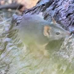 Antechinus flavipes at Chiltern-Mt Pilot National Park - 17 Feb 2024