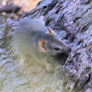 Antechinus flavipes at Chiltern-Mt Pilot National Park - 17 Feb 2024 08:16 AM