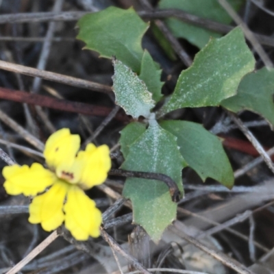 Goodenia hederacea subsp. hederacea (Ivy Goodenia, Forest Goodenia) at Chiltern, VIC - 16 Feb 2024 by KylieWaldon