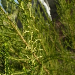 Cassinia sifton (Sifton Bush, Chinese Shrub) at Murga, NSW - 14 Feb 2024 by Paul4K