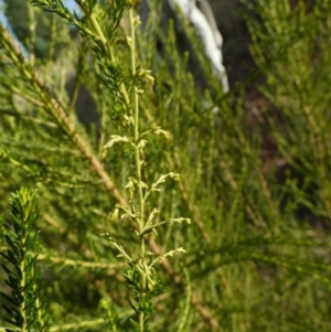 Cassinia sifton at Murga, NSW - 14 Feb 2024