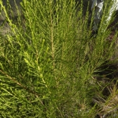 Cassinia sifton at Murga, NSW - suppressed