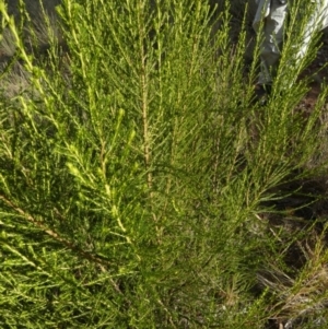 Cassinia sifton at Murga, NSW - suppressed