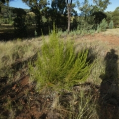 Cassinia sifton at Murga, NSW - 14 Feb 2024