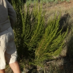 Cassinia sifton at Murga, NSW - suppressed