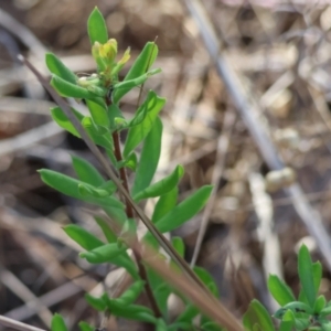 Persoonia rigida at Chiltern-Mt Pilot National Park - 17 Feb 2024