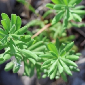 Persoonia rigida at Chiltern-Mt Pilot National Park - 17 Feb 2024