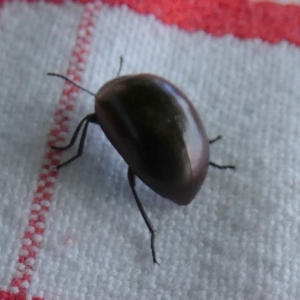 Chalcopteroides sp. (genus) at Murga, NSW - 14 Feb 2024