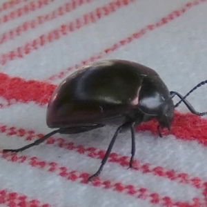 Chalcopteroides sp. (genus) at Murga, NSW - suppressed