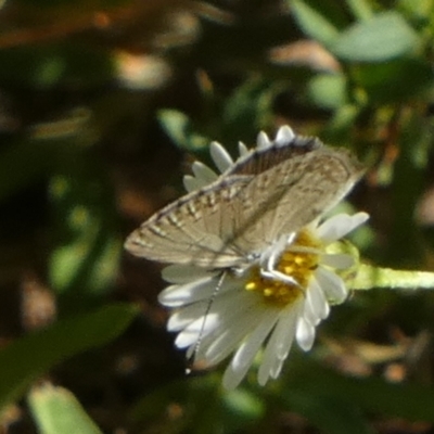 Zizina otis (Common Grass-Blue) at Murga, NSW - 14 Feb 2024 by Paul4K