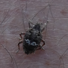 Unidentified Weevil (Curculionoidea) at Murga, NSW - 14 Feb 2024 by Paul4K