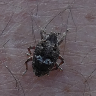 Unidentified Weevil (Curculionoidea) at Murga, NSW - 14 Feb 2024 by Paul4K