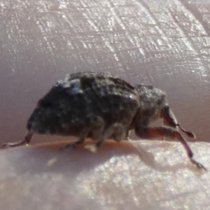 Tepperia sterculiae at Murga, NSW - suppressed