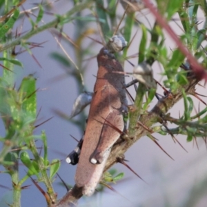 Goniaea opomaloides at Chiltern-Mt Pilot National Park - 17 Feb 2024