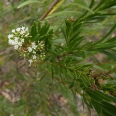 Platysace lanceolata (Shrubby Platysace) at Eugowra, NSW - 14 Feb 2024 by Paul4K