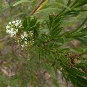 Platysace lanceolata at Nangar National Park - 15 Feb 2024 09:49 AM