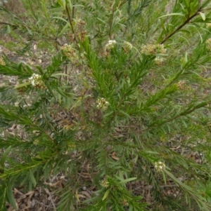 Platysace lanceolata at Nangar National Park - 15 Feb 2024