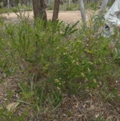 Platysace lanceolata at Nangar National Park - 15 Feb 2024