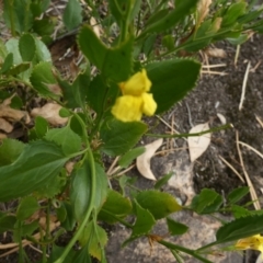 Goodenia ovata (Hop Goodenia) at Nangar National Park - 14 Feb 2024 by Paul4K