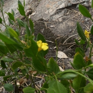 Goodenia ovata at Nangar National Park - 15 Feb 2024