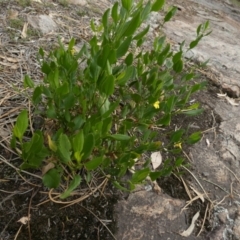 Goodenia ovata at Nangar National Park - 15 Feb 2024