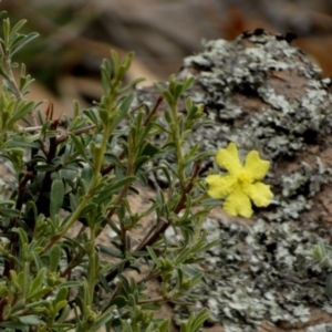 Hibbertia obtusifolia at Nangar National Park - 15 Feb 2024 10:06 AM