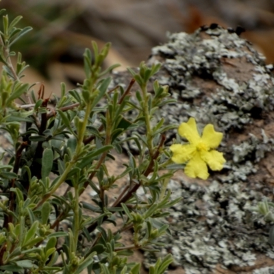 Hibbertia obtusifolia (Grey Guinea-flower) at Nangar National Park - 15 Feb 2024 by Paul4K