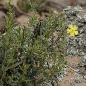 Hibbertia obtusifolia at Nangar National Park - 15 Feb 2024 10:06 AM