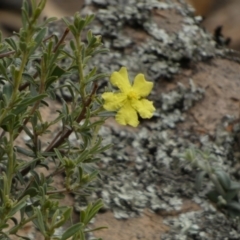 Hibbertia obtusifolia at Nangar National Park - 15 Feb 2024 10:06 AM