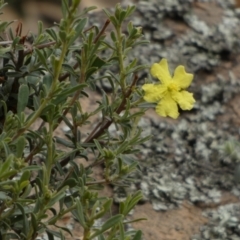 Hibbertia obtusifolia at Nangar National Park - 15 Feb 2024 10:06 AM