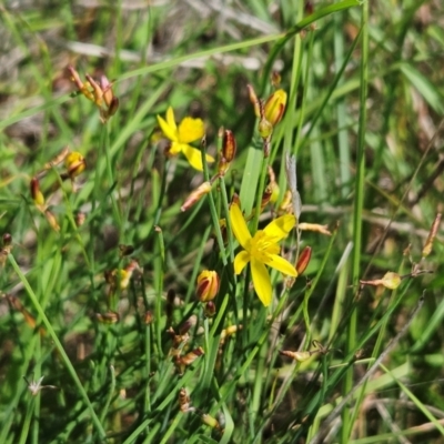 Tricoryne elatior (Yellow Rush Lily) at The Pinnacle - 13 Feb 2024 by sangio7
