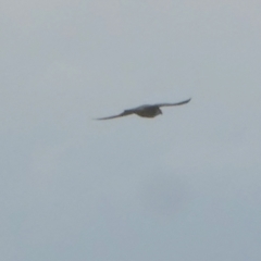 Falco peregrinus (Peregrine Falcon) at Murga, NSW - 15 Feb 2024 by Paul4K