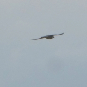 Falco peregrinus at Murga, NSW - 15 Feb 2024