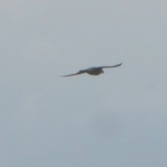 Falco peregrinus (Peregrine Falcon) at Murga, NSW - 14 Feb 2024 by Paul4K