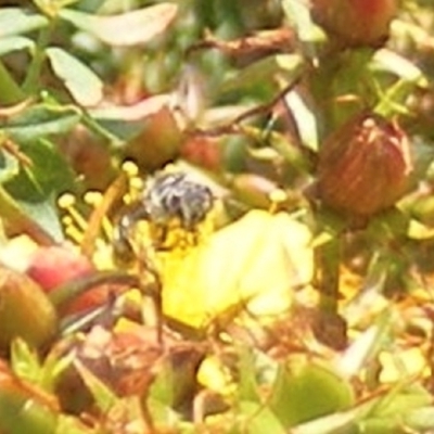 Apiformes (informal group) (Unidentified bee) at Ainslie volcanic grassland - 16 Feb 2024 by MichaelMulvaney